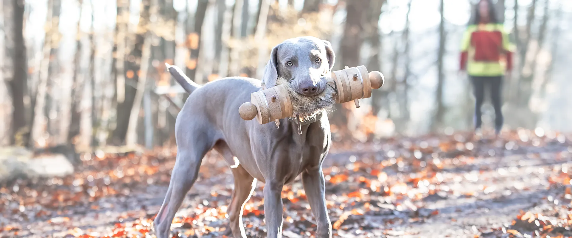 Ein Weimaraner steht auf einem Waldweg und hält stolz einen großen Holzstock im Maul. Im unscharfen Hintergrund ist eine Person in einer leuchtend roten Jacke zu sehen, die die aktuelle Waldlandschaft unterstreicht. - Jagdhundeausbildung-Saar - Hundeschule für Jagdhunde, Prüfungsvorbereitung, Brauchbarkeit - Spieser Str. Hundeplatz am Sendeturm - 66299 Friedrichsthal